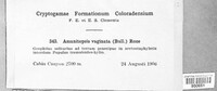 Amanita vaginata image